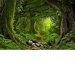 The Gaming Jungle