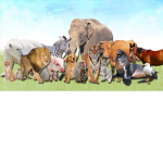 The Awesome Animals!
