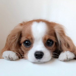 •Adorable animals•
