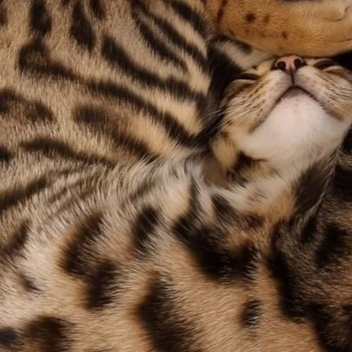 🐾