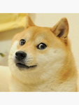 The Doge Clan/Community