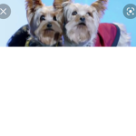 Scrappy tiny p.u.p. Julio rosieCharlie Sidney bro