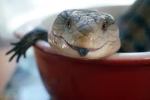 lizard people are the best