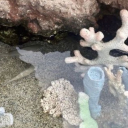 ⋆｡˚୨୧˚｡⋆