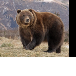 The bear bff girls/boys