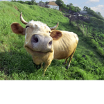 Meow Meow We're Cows