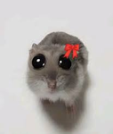 Ratitas comp