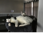 Boys and girls club forever