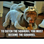 DOGS WOOF YEAH
