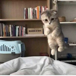 me can fly