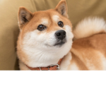 The OFFICIAL DOGE SQUAD CLAN