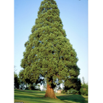 Giant Green Trees