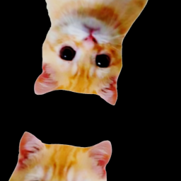 THE ATTACK OF EL GATO AND HIS CURSE