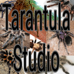 Tarantula Studio