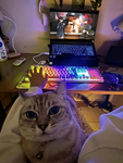 The Bub Fan Group!