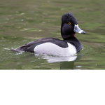 Vick duck army
