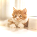 にゃんこ