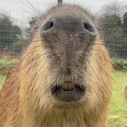 Capybara Hangout