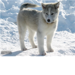 my love for animals