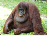 ORANGUTAN st.