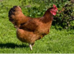 demon_chicken