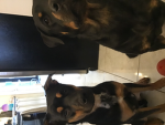 The army dogs 123