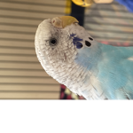 Ninja_birds