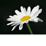 Daisy Do