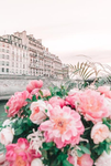 AmazingRoses
