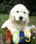 Friendly Dogs Studios
