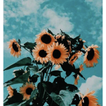 h00mansunflowers