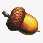 THE REAL.... NUT C.O.