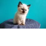 LUCKY The LITTLE