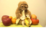 EL GATO MONKE'S