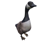 Canada Goose on head