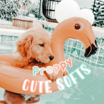 Cute softs