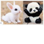 #AnimalWORLD