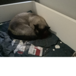 Cats are the coolest