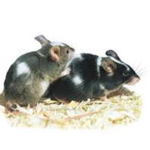 Mouse Lovers <3