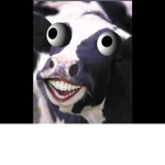 Crazy Cow Squad