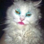 Cat group (only cat ########