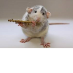 House of ratssssssssss :)