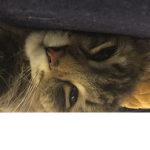 Kitty Fan Group :D