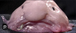 Blob fish unite