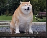 KING FAT DOGE STUDIOS