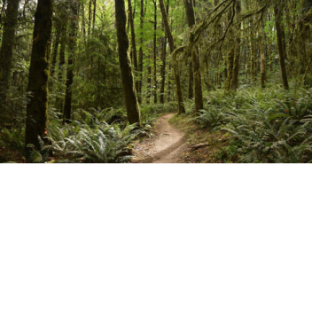 Adventure the forest (NEW)