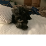I got a puppy