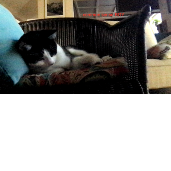 bananajoe7761's Place