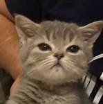 Kedi Team