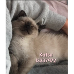 K A T S U